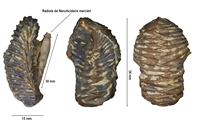 Actinostreon gregarum